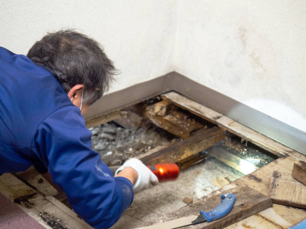 Best Mold Damage Repair  in Mason City, IA