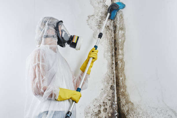 Best Mold Removal Company Near Me  in Mason City, IA