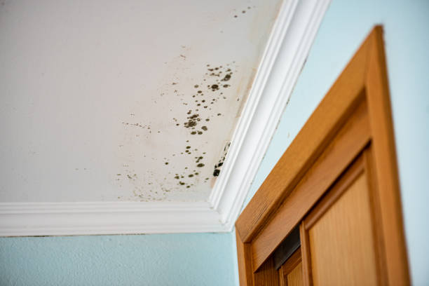 Best Crawl Space Mold Removal  in Mason City, IA