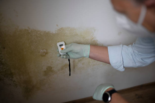 Best Commercial Mold Removal  in Mason City, IA