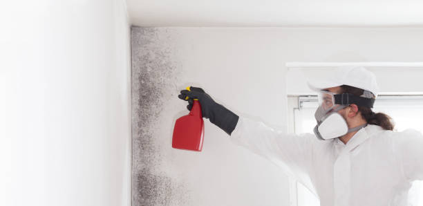 Best Mold Cleaning Services  in Mason City, IA