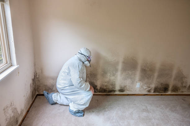 Best Attic Mold Removal  in Mason City, IA