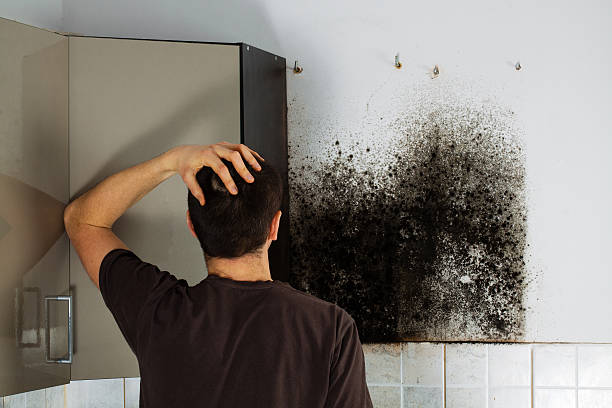 Best Professional Mold Removal  in Mason City, IA