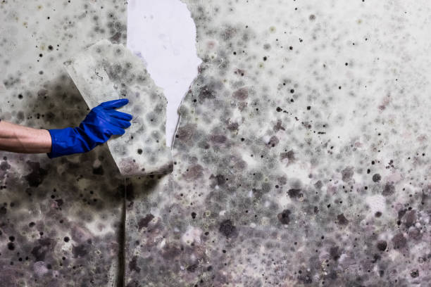 Best Residential Mold Removal  in Mason City, IA