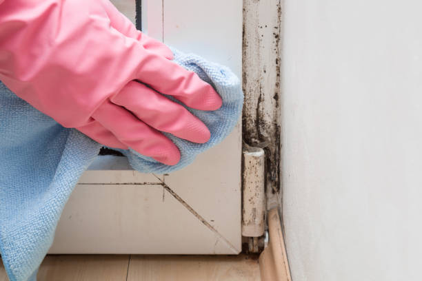 Best Certified Mold Removal  in Mason City, IA