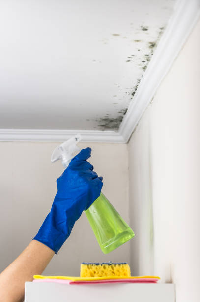 Best Home Mold Removal  in Mason City, IA